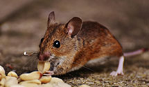 24 Hour & Emergency Exterminators in N Topsail Beach, NC